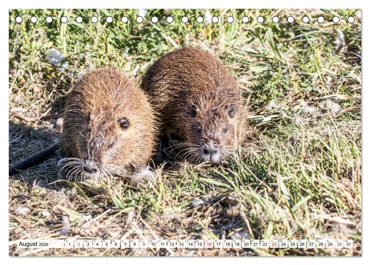 Bild: 9783457824795 | NUTRIA mit Nachwuchs (Tischkalender 2026 DIN A5 quer), CALVENDO...